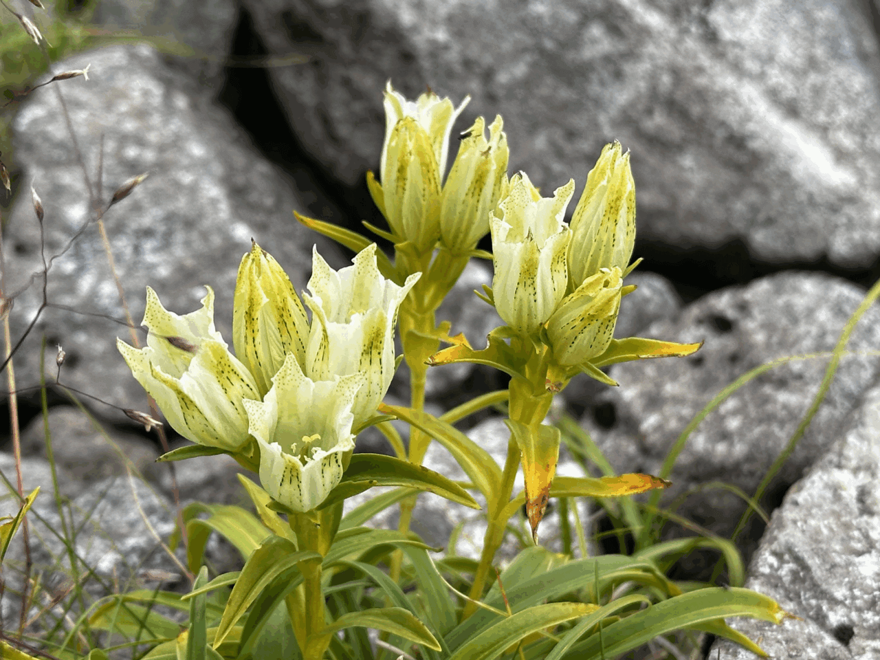 登山道場:剱岳登山講習でのチームワーク指導風景/2025年8月3日〜4日