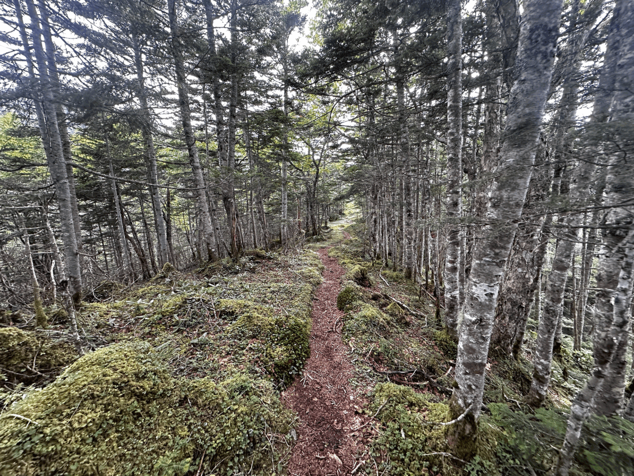 登山道場：南八ヶ岳阿弥陀岳バリエーション登山講習風景/2025年8月9日