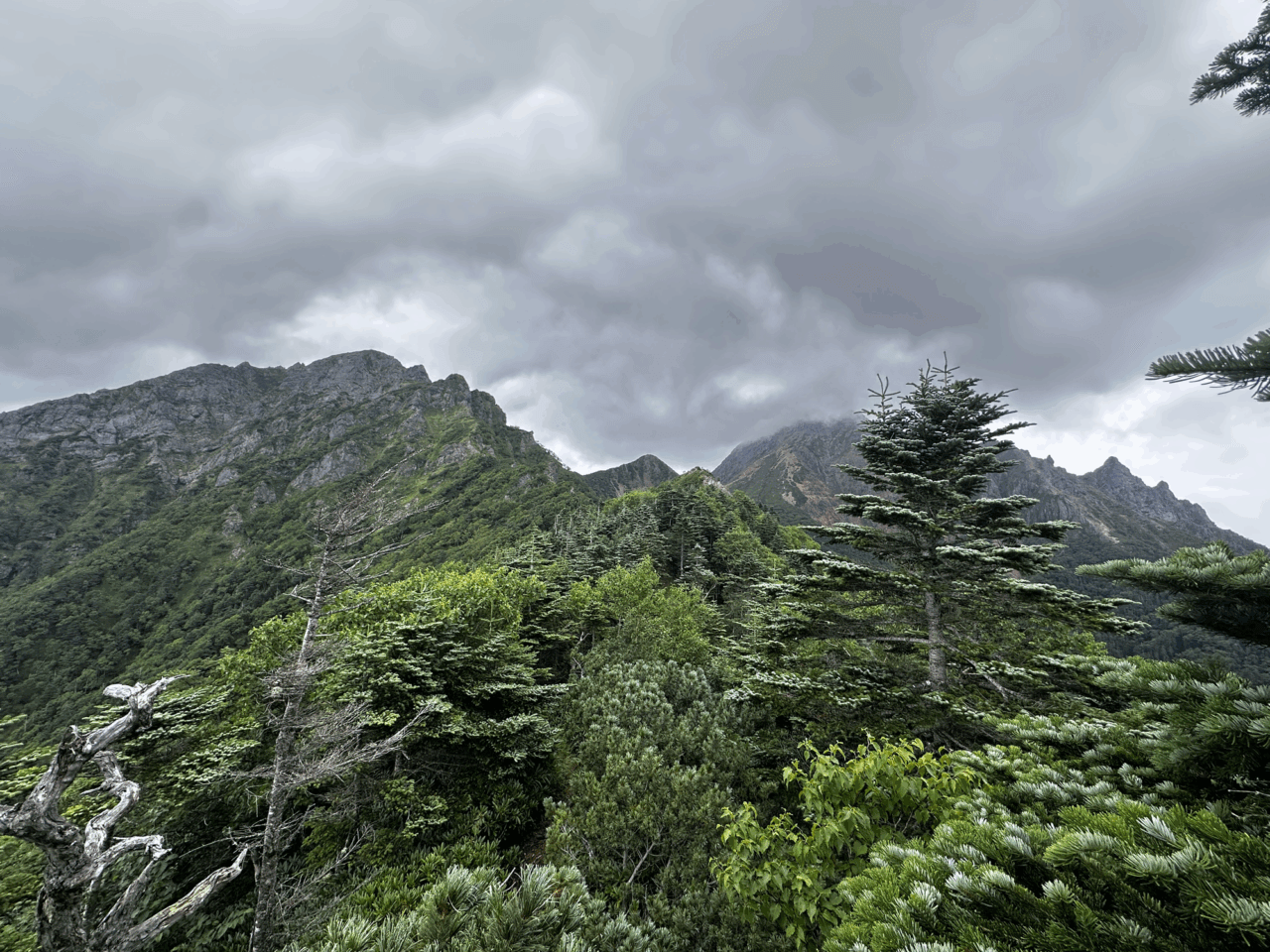 登山道場：南八ヶ岳阿弥陀岳バリエーション登山講習風景/2025年8月9日